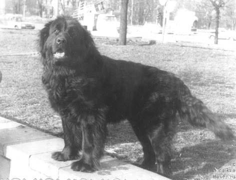 Фото: ньюфаундленд Цедана