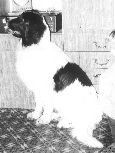 Фото: ньюфаундленд Ханна Сол Грэм