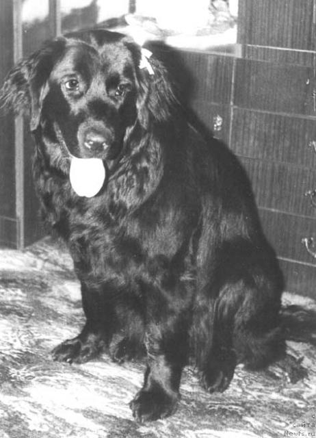 Фото: ньюфаундленд Урсула Клотт Шемон