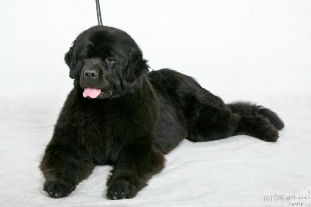 Фото: ньюфаундленд Фентази (Fantasy)