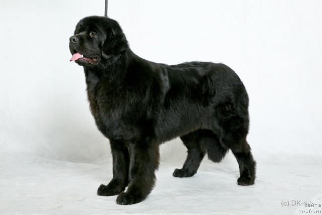 Фото: ньюфаундленд Фентази (Fantasy)