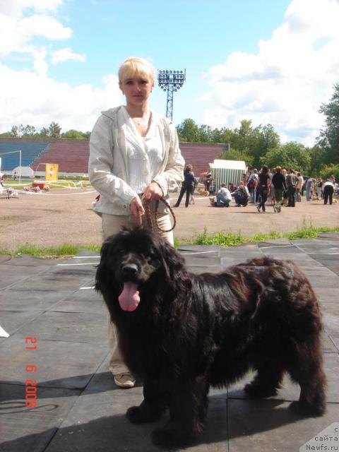 Фото: ньюфаундленд Анабелла Бали