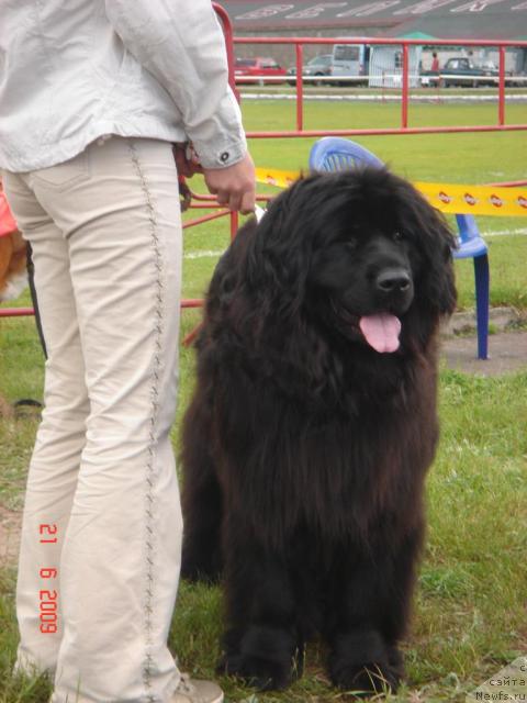 Фото: ньюфаундленд Анабелла Бали