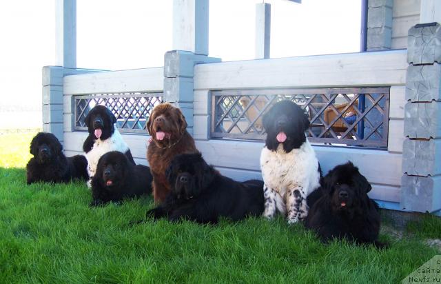 Фото: ньюфаундленд Акватория Келвин Заския, ньюфаундленд Плюшевая Панда Ла Белла, ньюфаундленд Акванавт из Тихого Омута (Akvanavt iz Tihogo Omuta), ньюфаундленд Amazing Grace vom Riesrand, ньюфаундленд King of Helluland Viking, ньюфаундленд Супер Бизон Арго (Super Bizon Argo), ньюфаундленд Велл Спирит Лилит (Vell Spirit Lillit)