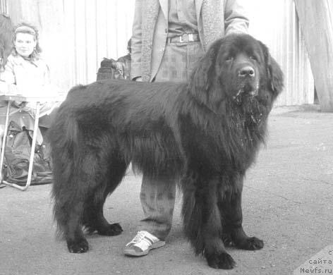 Фото: ньюфаундленд Стиф из Красного Яра (Stif iz Krasnogo Yara)