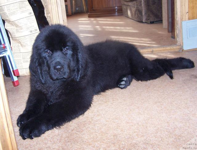 Фото: ньюфаундленд Акватория Келвин Импресса (Aquatoriya Kelvin Impressa)