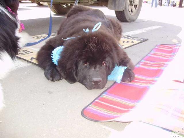 Фото: Топтыжка Сокровенная Мечта