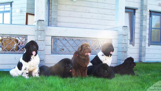 Фото: ньюфаундленд Плюшевая Панда Ла Белла, ньюфаундленд Акванавт из Тихого Омута (Akvanavt iz Tihogo Omuta), ньюфаундленд Amazing Grace vom Riesrand, ньюфаундленд King of Helluland Viking, ньюфаундленд Супер Бизон Арго (Super Bizon Argo), ньюфаундленд Велл Спирит Лилит (Vell Spirit Lillit)