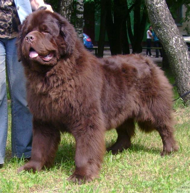 Фото: ньюфаундленд Супер Премиум Бест Бэлжен Ригардс (Super Premium Best Belzhen Regards)