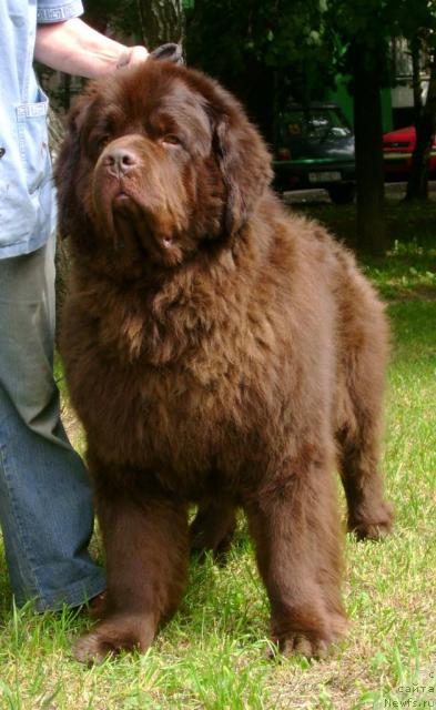 Фото: ньюфаундленд Супер Премиум Бест Бэлжен Ригардс (Super Premium Best Belzhen Regards)