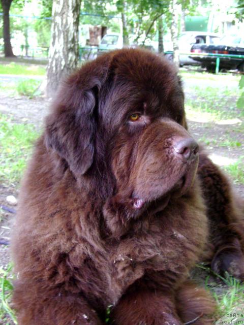 Фото: ньюфаундленд Супер Премиум Бест Бэлжен Ригардс (Super Premium Best Belzhen Regards)