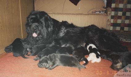 Фото: ньюфаундленд Heiress Parming von Schonbuhl