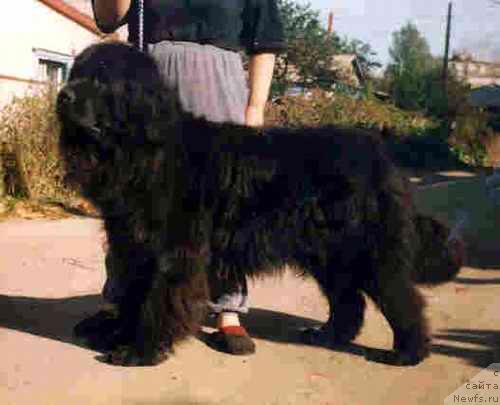 Фото: ньюфаундленд О' Данвер Елоник