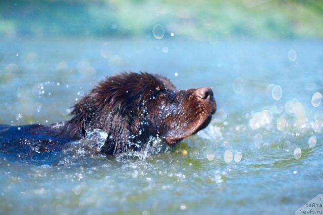 Фото: ньюфаундленд Лесная Сказка Королевский Медведь (Lesnaja Skazka Korolevskiy Medved)