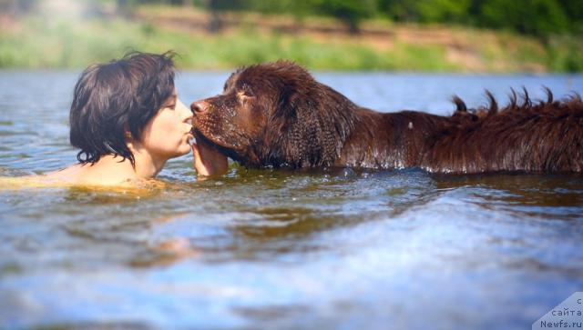 Фото: ньюфаундленд Лесная Сказка Королевский Медведь (Lesnaja Skazka Korolevskiy Medved), Светлана Самарцева