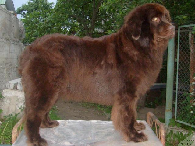 Фото: ньюфаундленд Таори Росс