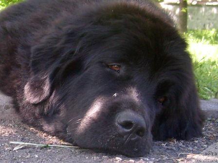 Фото: ньюфаундленд К-Леди Тиамо (K-Ledy Tiamo)