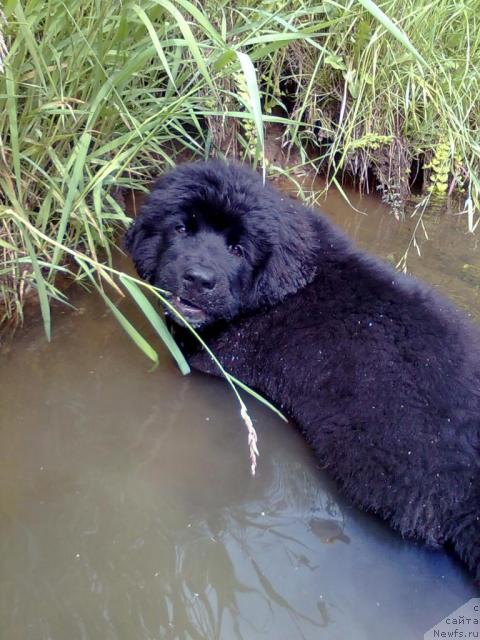 Фото: ньюфаундленд Плюшевая Панда Пекинский Талисман, ньюфаундленд Плюшевая Панда Пекинский Талисман