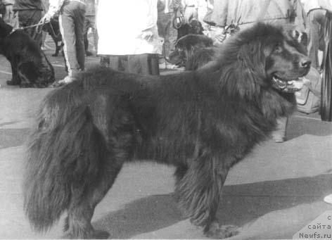 Фото: ньюфаундленд Чарма