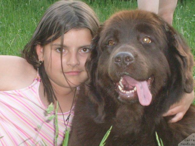 Фото: ньюфаундленд Таори Росс, Анастасия Григорьева