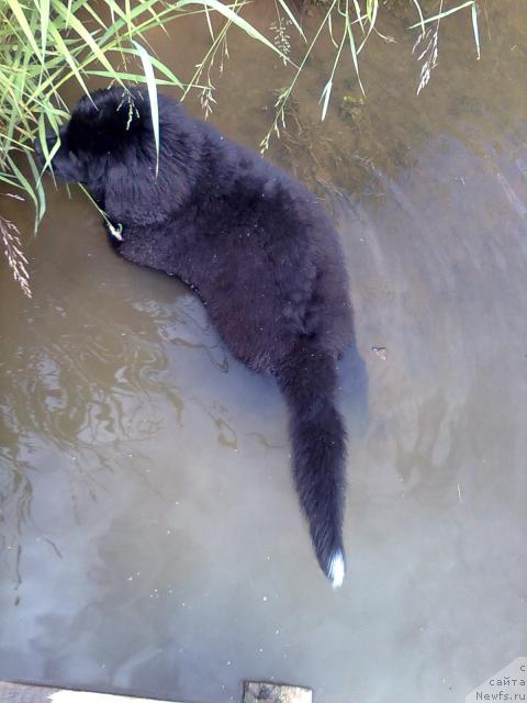 Фото: ньюфаундленд Плюшевая Панда Пекинский Талисман