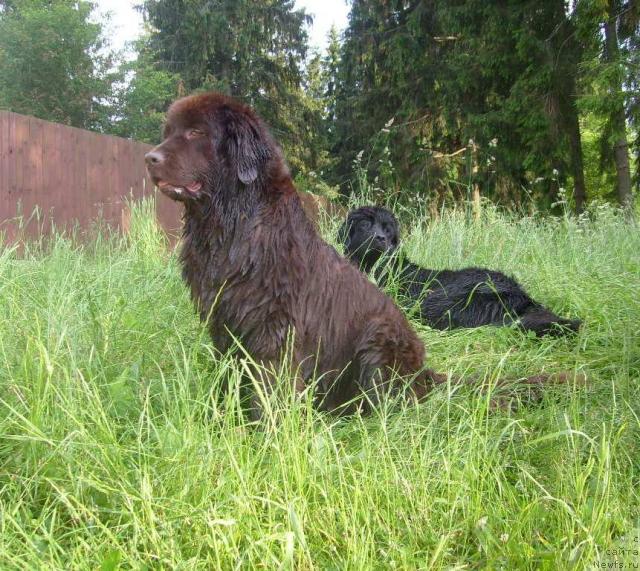 Фото: ньюфаундленд Таори Росс, ньюфаундленд К-Леди Тиамо (K-Ledy Tiamo)