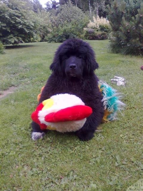 Фото: ньюфаундленд Плюшевая Панда Пекинский Талисман