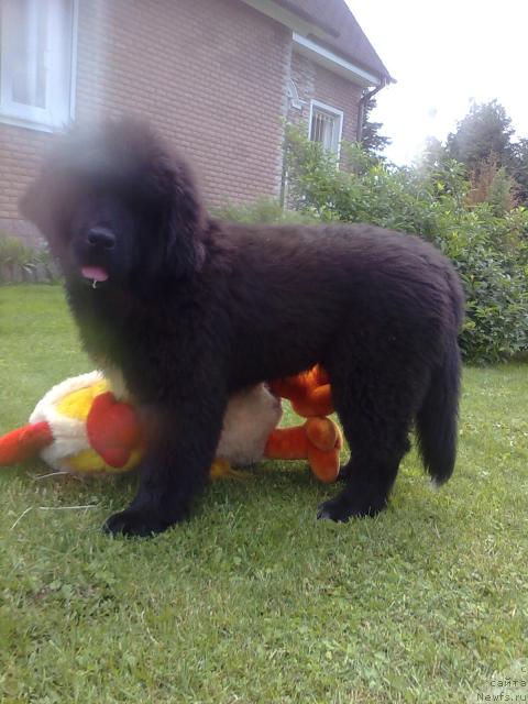 Фото: ньюфаундленд Плюшевая Панда Пекинский Талисман