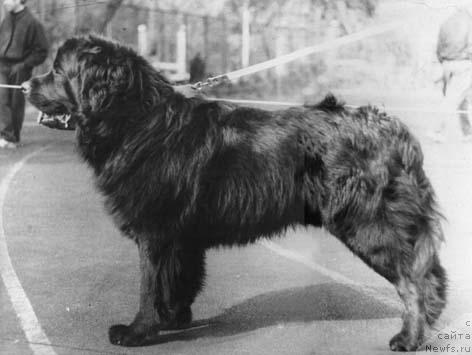 Фото: ньюфаундленд Слайт Борман