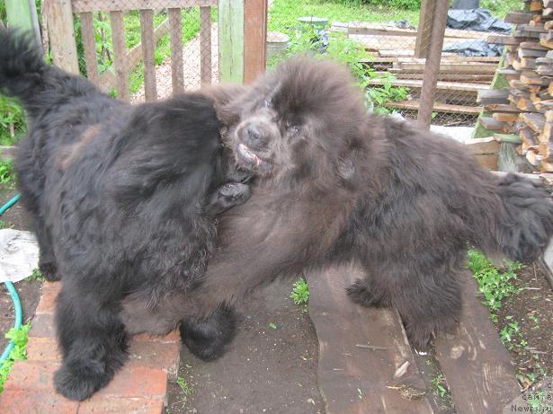 Фото: ньюфаундленд Захар из Медвежьего Яра, ньюфаундленд Южный Шарм из Медвежьего Яра (Yuzhny Sharm iz Medvejyego Yara)