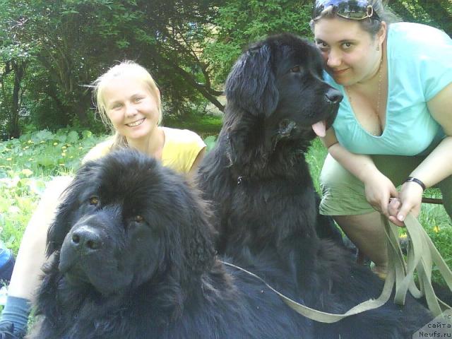 Фото: ньюфаундленд Амазонка Эми Чардишик, ньюфаундленд Аппликация Плюш Чардика, Анастасия Лоскутова