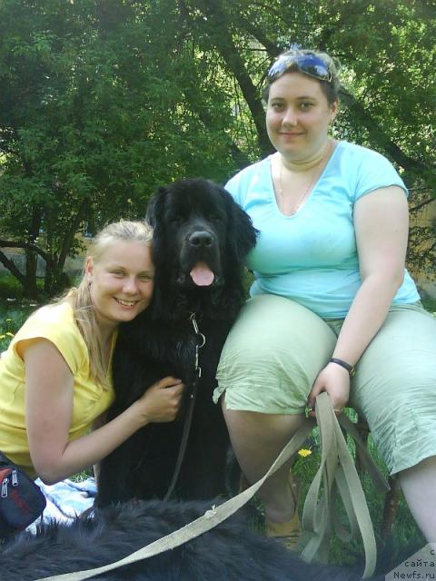 Фото: ньюфаундленд Амазонка Эми Чардишик, Анастасия Лоскутова