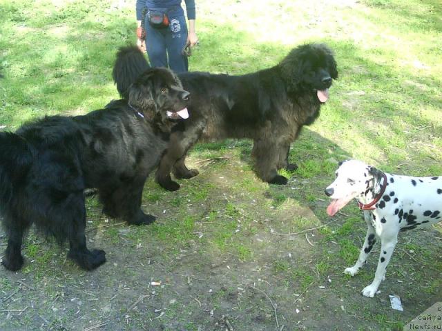 Фото: ньюфаундленд Амазонка Эми Чардишик, ньюфаундленд Аппликация Плюш Чардика