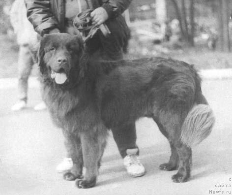 Фото: ньюфаундленд Церон