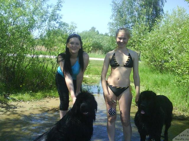 Фото: ньюфаундленд Амазонка Эми Чардишик, ньюфаундленд Аппликация Плюш Чардика, Анастасия Лоскутова, Светлана Галкина