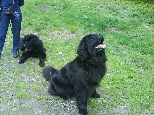 Фото: ньюфаундленд Амазонка Эми Чардишик, ньюфаундленд Аппликация Плюш Чардика, на переднем плане