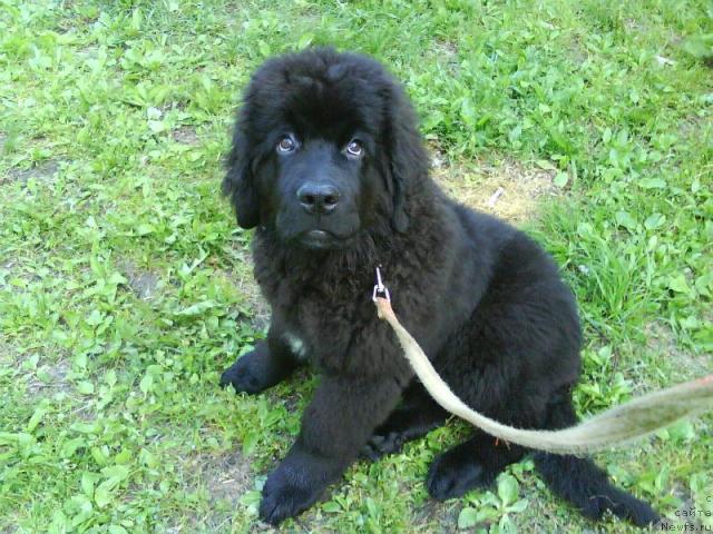 Фото: ньюфаундленд Аппликация Плюш Чардика