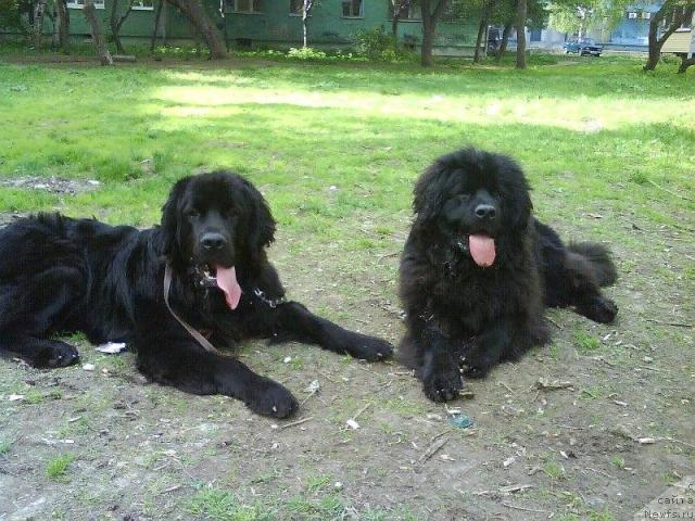 Фото: ньюфаундленд Амазонка Эми Чардишик, ньюфаундленд Аппликация Плюш Чардика