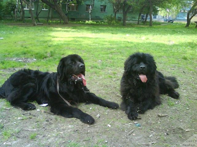 Фото: ньюфаундленд Амазонка Эми Чардишик, ньюфаундленд Аппликация Плюш Чардика