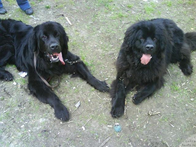 Фото: ньюфаундленд Амазонка Эми Чардишик, ньюфаундленд Аппликация Плюш Чардика