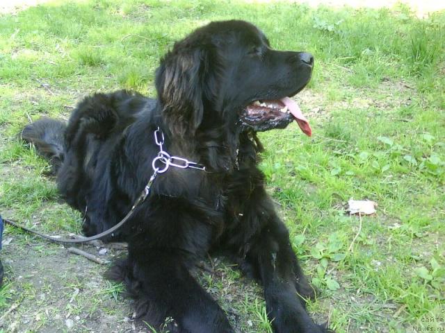 Фото: ньюфаундленд Амазонка Эми Чардишик