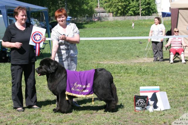 Фото: ньюфаундленд Акванавт из Тихого Омута (Akvanavt iz Tihogo Omuta), Татьяна Абутова, Irene Donner