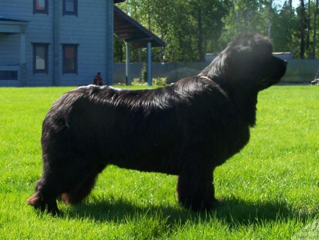 Фото: ньюфаундленд Велл Спирит Лилит (Vell Spirit Lillit)