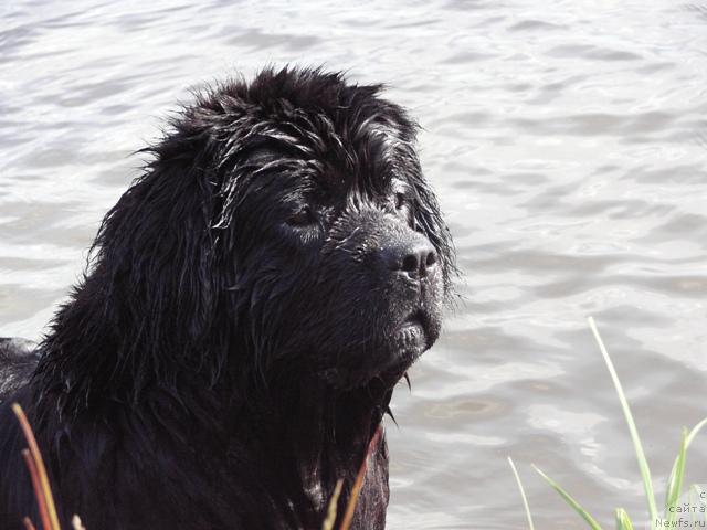 Фото: ньюфаундленд Арх Бьюти Очень Важная Персона