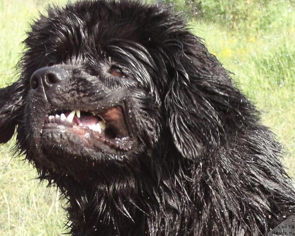 Фото: ньюфаундленд Арх Бьюти Очень Важная Персона