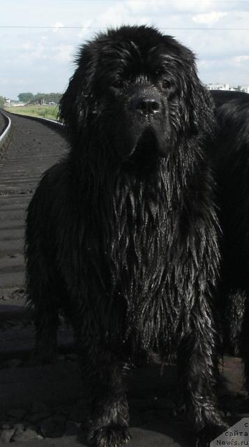 Фото: ньюфаундленд Арх Бьюти Очень Важная Персона