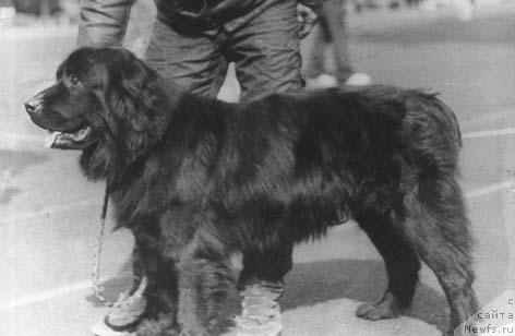 Фото: ньюфаундленд Ольвия Царь Ол