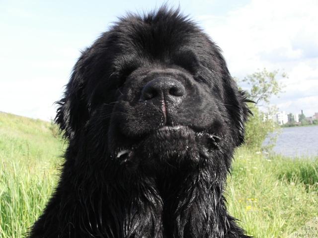 Фото: ньюфаундленд Плюшевая Панда Искрящийся Калипсо (Plushevaya Panda Iskryaschiysya Calipso)