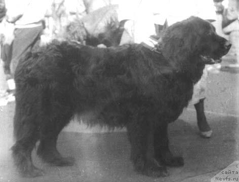 Фото: ньюфаундленд Юрса Юнона