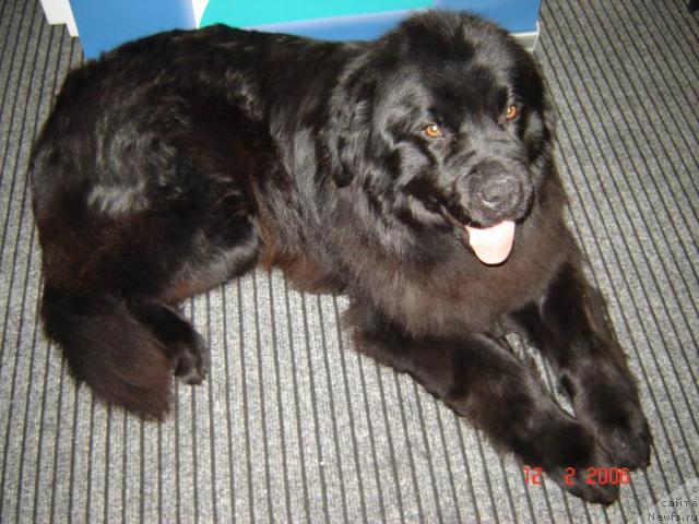 Фото: ньюфаундленд Ада Анастасия из Дома Большой Медведицы (Ada Anastasia iz Doma Bolshoy Medvedici)